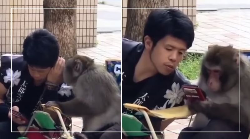 Monkey showed mobile