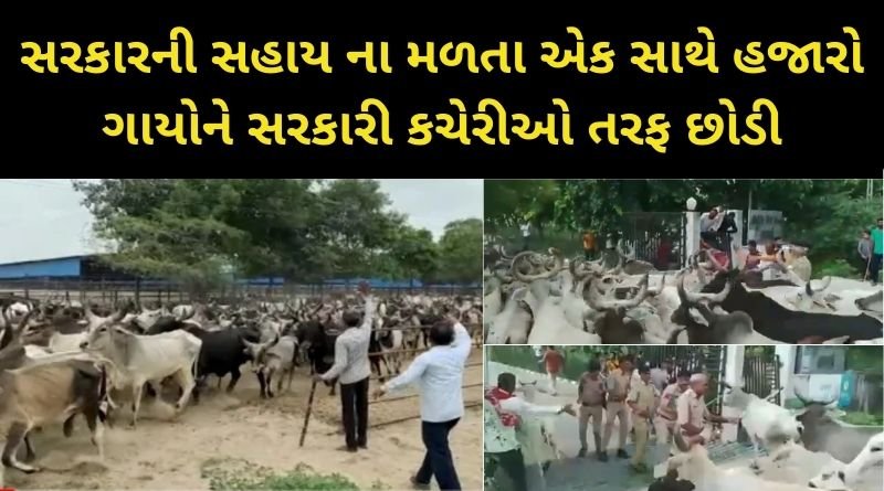 સરકારની સહાય ના મળતા એક સાથે હજારો ગાયોને સરકારી કચેરીઓ તરફ છોડી દેતા પોલીસ થઈ દોડતી...