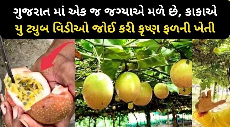 ગુજરાત માં એક જ જગ્યાએ મળે છે, કાકાએ યુ ટ્યુબ વિડીઓ જોઈ કરી કૃષ્ણ ફળની ખેતી, જાણો કેટલુ કમાય છે...