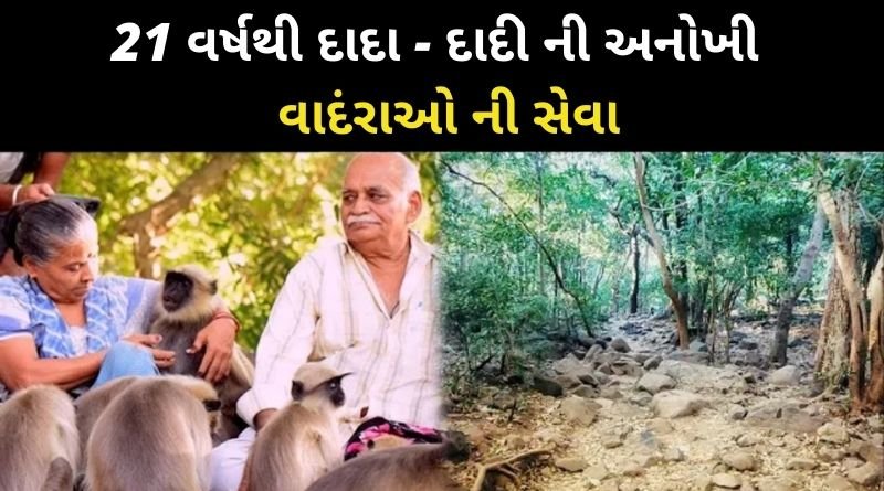 આ શિવ મંદિર સુધી પહોચંવા હજારો વાનર વચ્ચે થી પસાર થાવુ પડે છે, 21 વર્ષથી દાદાદાદી કરે છે વાદંરાઓની સેવા...
