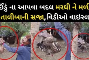 ઈંડું ના આપવા બદલ મરઘી ને મળી તાલીબાની સજા, શખ્સ નો વિડીઓ વાઇરલ...