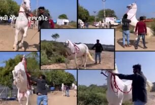 know about this amazing horse